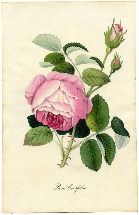 Vintage Printable Botanical Rose Superb The Graphics Fairy
