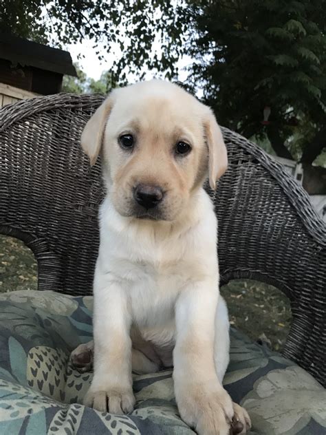 Labrador Retriever Puppies For Sale Riverside County Ca 315297
