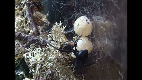 Inside Black Widow Spider Eggs