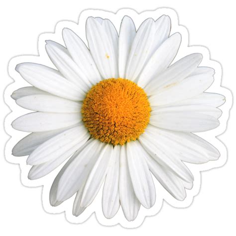 White Daisy Stickers By Ghjura Redbubble