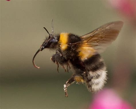 Garden Bumble Bee In Flight Bumble Bee Bee Bumble Bee Honey