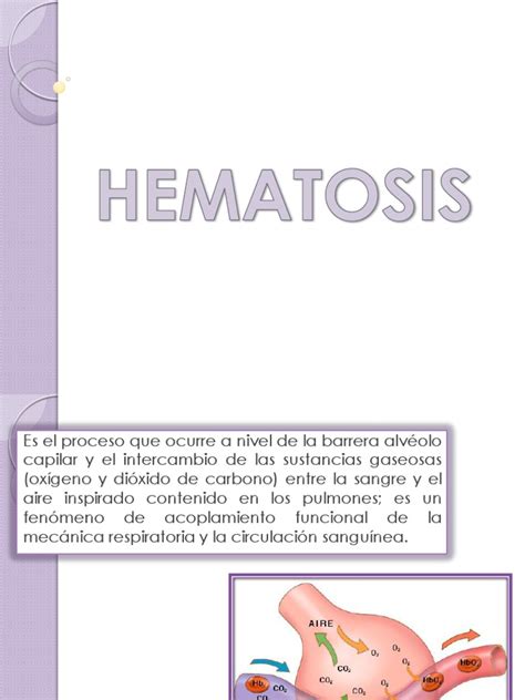 Hematosis Pdf Pulmón Glóbulo Rojo