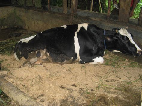 Pencegahan Dan Penanganan Milk Fever Pada Sapi Perah Majalah Infovet
