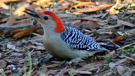Red Bellied Woodpecker Call Loud Sound And Eating Seeds Youtube