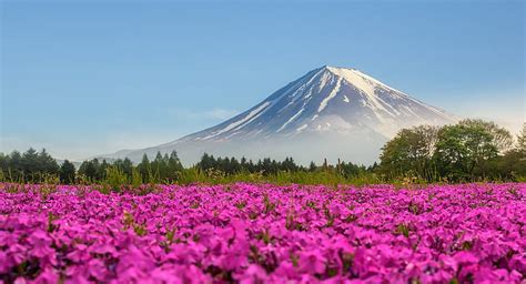 Hd Wallpaper Flowers Earth Field Mount Fuji Pink Flower