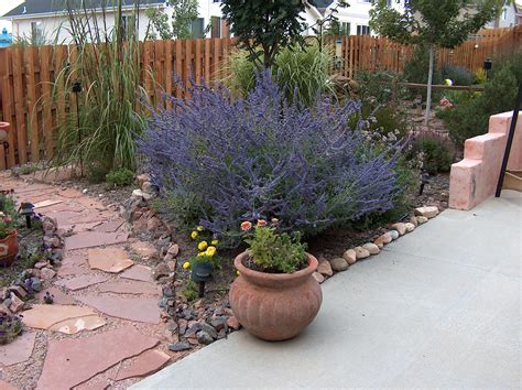 How To Cut Back Russian Sage Colorado Yard Care