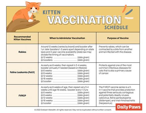 First Year Kitten Vaccination Schedule Chart To Follow Daily Paws