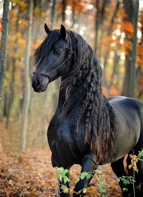 Найкрасивіший кінь світу. ФОТО | Українська правда _Життя