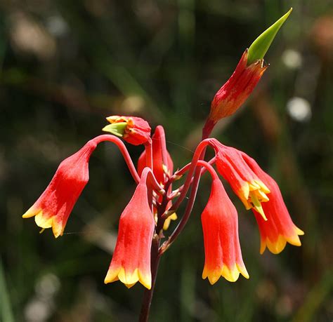 25 Beautiful Australian Wildflowers | Australian wildflowers, Australian flowers, Wild flowers