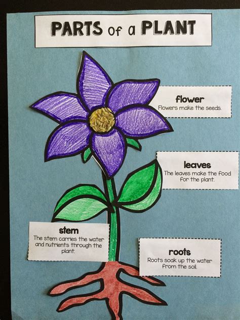 Parts Of A Plant Labeling Activity And Craft Parts Of A Plant