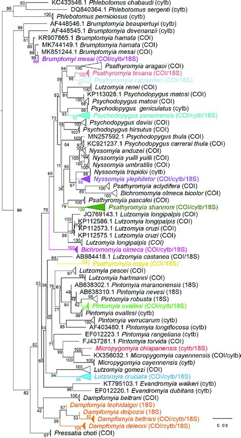 Phylogenetic Relations Among Phlebotomine Sand Fly Species Comparing Download Scientific