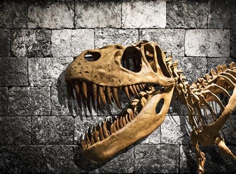 Dinosaur Fossil Wallpapers Top Free Dinosaur Fossil Backgrounds