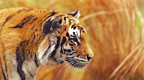 Tiger Predator Wildlife Big Cat Striped 4k Hd Wallpaper