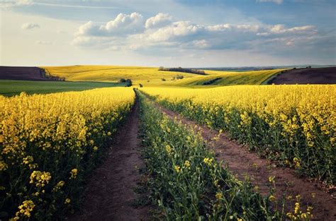 Premium Photo Beautiful Yellow Field Landscape