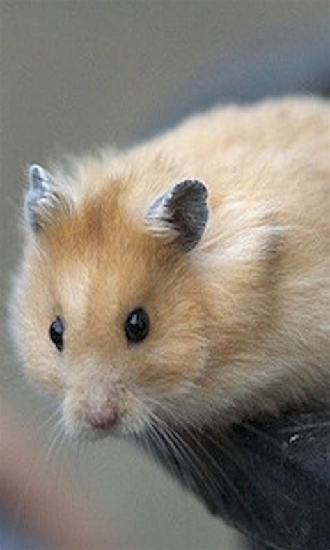 Hamster Wallpaper 3d Appstore For Android