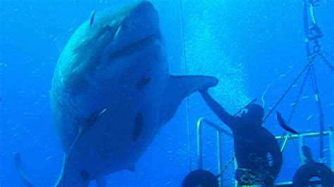 Biggest Great White Shark Ever Shocking Footage Youtube