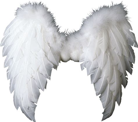White Wings Png Image Purepng Free Transparent Cc0 Png Image Library