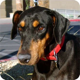 Find doberman in dogs & puppies for rehoming | find dogs and puppies locally for sale or adoption in canada : Pamela | Adopted Dog | Las Vegas, NV | Doberman Pinscher