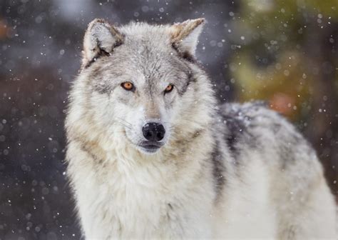 Moral Arguments Related To Wolf Restoration And Management 8011