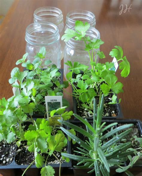 Kitchen Herb Garden In Mason Jars Joyful Homemaking