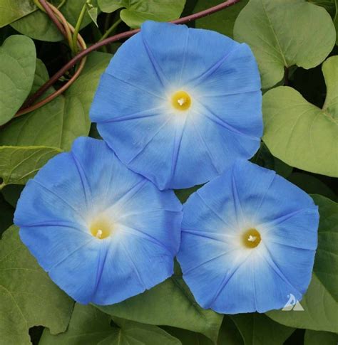Morning Glory Heavenly Blue Ipomoea Tricolor Applewood Seed Co