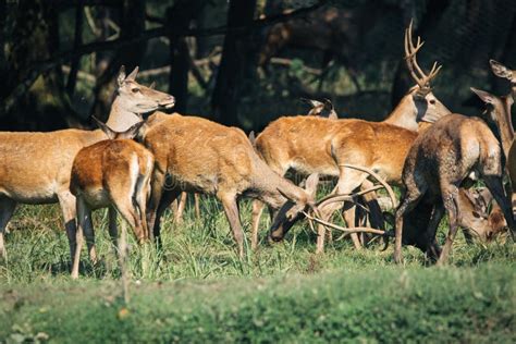Red Deer In Mating Season Stock Image Image Of Animal 78190077
