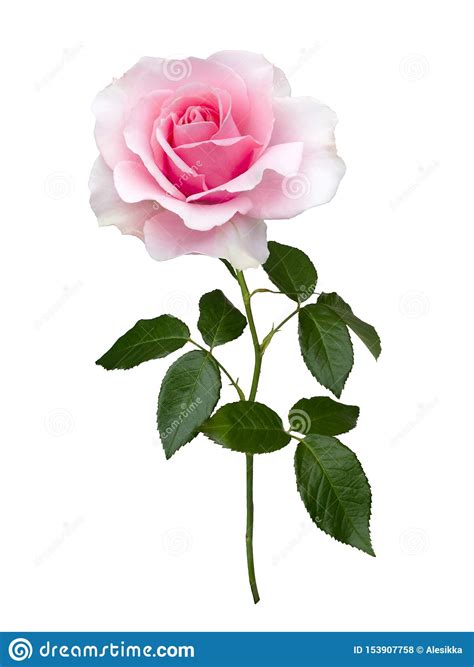 Delicate Pink Rose With Green Leaves Stock Photo Image Of Floral