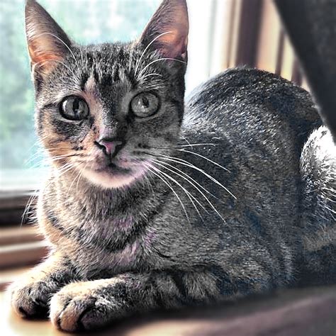 Adoption -- Furry Friends Barrie