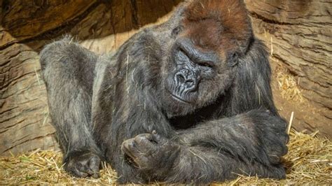 Sekelompok Gorila Positif Covid 19 Termasuk Kasus Pertama Pada Spesies