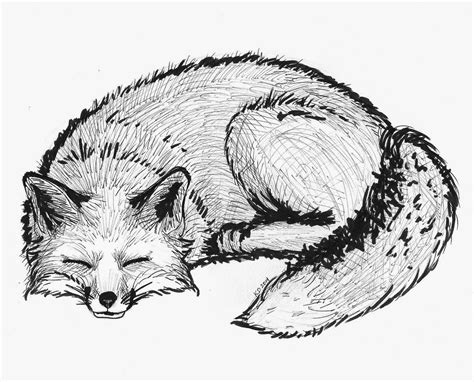 Lady Kristianna Explores The World Sleeping Fox Drawing