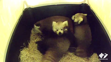 Red Panda Cubs 828 Youtube
