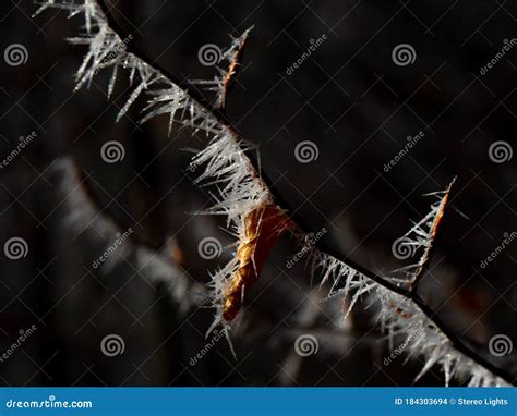 Frozen Autumn Leaves On The Beech Branch Close Up View Of Frozen Oak