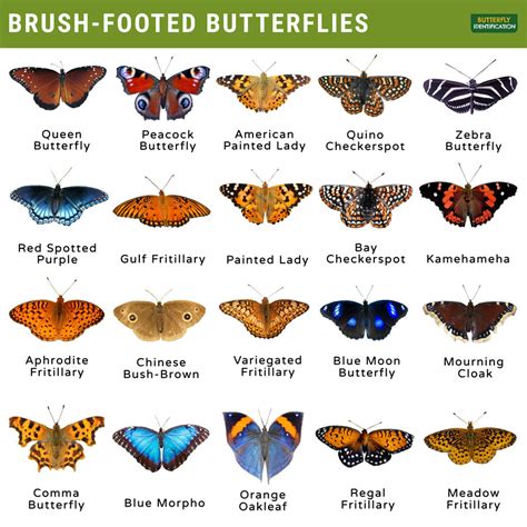 Brush Footed Nymphalidae Identification Life Cycle Facts And Pictures