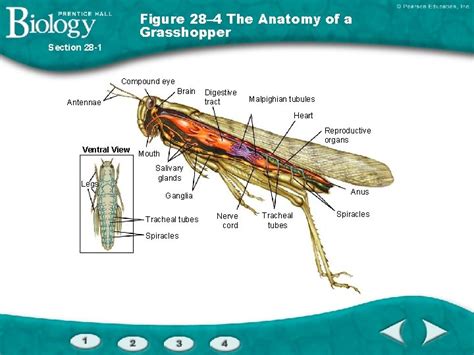 La 다저스 류현진 영웅되어 29일 귀국한다. Grashopper, Carapace / The Decorations Grashopper Carapace ...