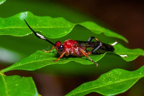 Petit Insecte Rouge Se Reposant Sur Une Feuille Verte Dans La Forêt