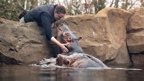 Fiona The Hippo Gives Her Mother A Kiss And The Video Goes Viral