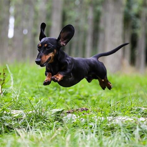 How Much Does A Full Grown Miniature Dachshund Weigh Justagric