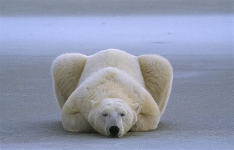 Polar Bear Sleeping With Paws Folded Photograph By Norbert Rosing
