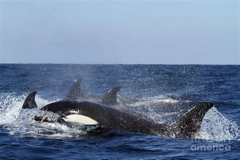 Pod Of Orcas Photograph By Granger Pixels