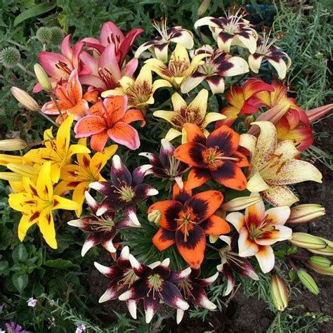 Asiatic Lily Bulbs Tango Mix Flower Bulbs Eden Brothers