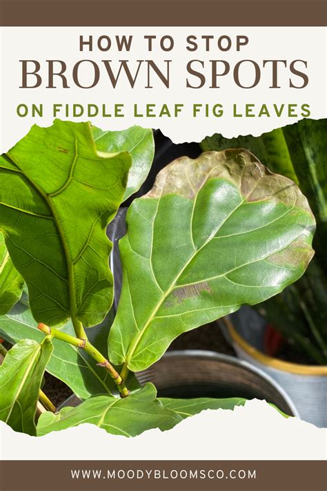 How To Stop Brown Spots On Fiddle Leaf Figs Leaves Fiddle Leaf Fig