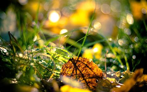 Dried Leaf Surrounded With Green Grass Hd Wallpaper Wallpaper Flare