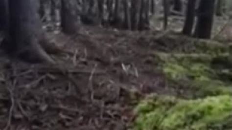 is this forest breathing weird video shows entire ground moving metro news