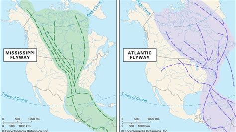 Atlantic Flyway Bird Migration Route Britannica