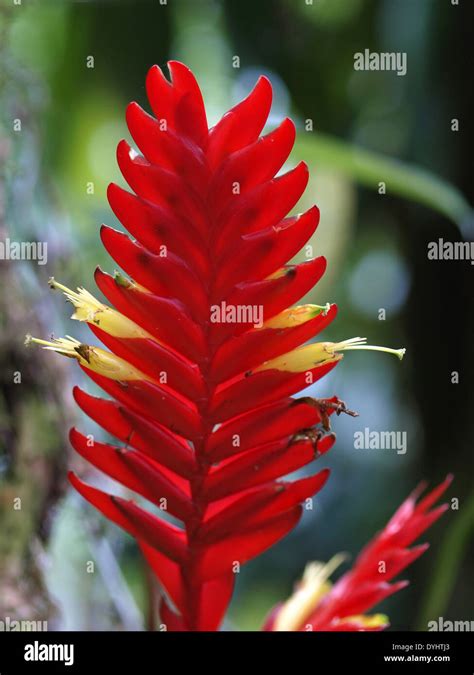 Vriesea Bromeliad Stock Photo Alamy