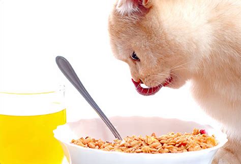 Some cat eats cheese and peas. Can Cats Eat Oatmeal Everyday - Hope Elephants