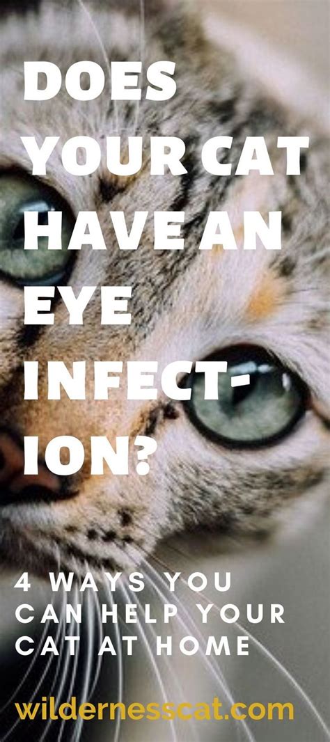 Feline Eye Infections Causes Symptoms And Treatment Hyaenidae