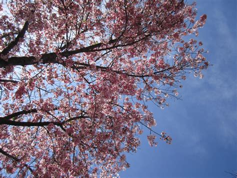 Under The Cherry Blossoms By Theemperorofshadows On Deviantart