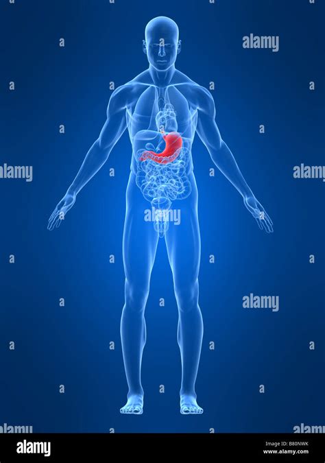 Highlighted Stomach Stock Photo Alamy