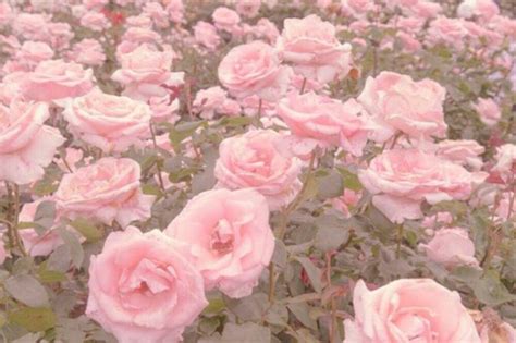 Pin By Ktc On αєѕтнєтι¢ѕ • 綺麗な Flower Aesthetic Aesthetic Roses